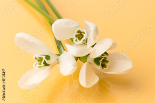 Snowdrop. White springs flower on peach background in close-up with copy space.