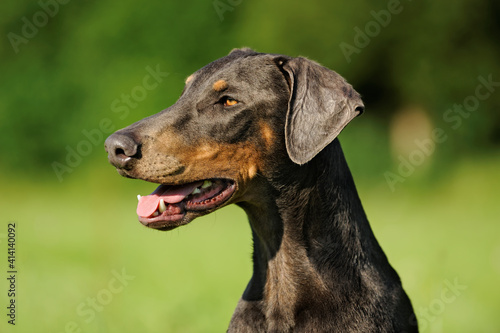 doberman dog portrait Dobermann © AnetaPics
