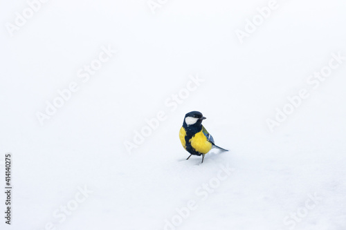 titmouse stands on white snow