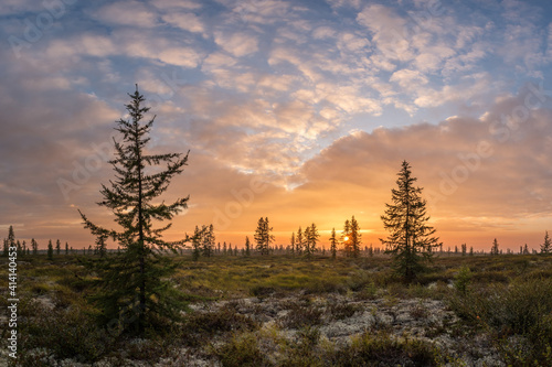 Summer sunset in forest-tundra