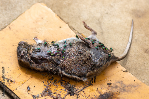 фотографія A dead decomposing brown rat, Rattus norvegicus, on rough boards with extensive maggot activity and a large number of green bottle flies, Lucilia sp