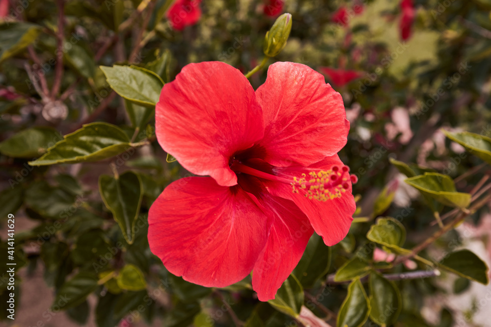 The hibiscus flower is bright red, with five petals. Spring flower. Green leaves. The hibiscus flower is bright red, with five petals. Spring flower. Green leaves.