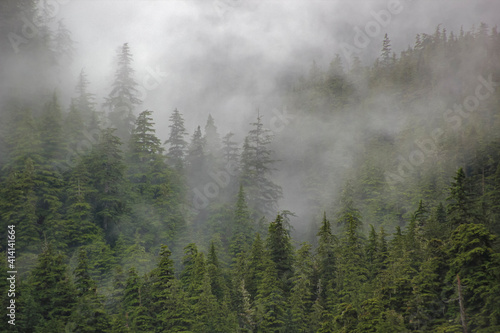 Fototapeta Naklejka Na Ścianę i Meble -  Fog in the Forest