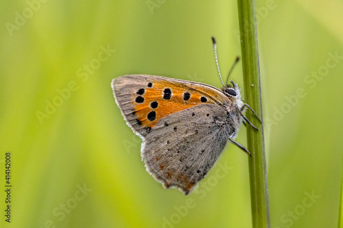 Common copper on green background