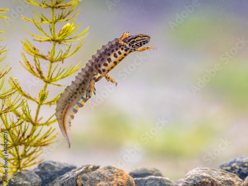 Common newt amhibian in freshwater habitat