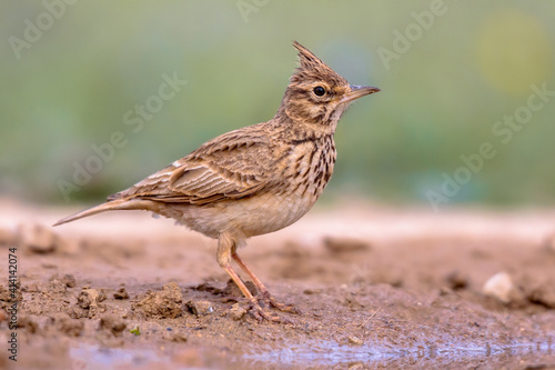 Crested lark side view photo