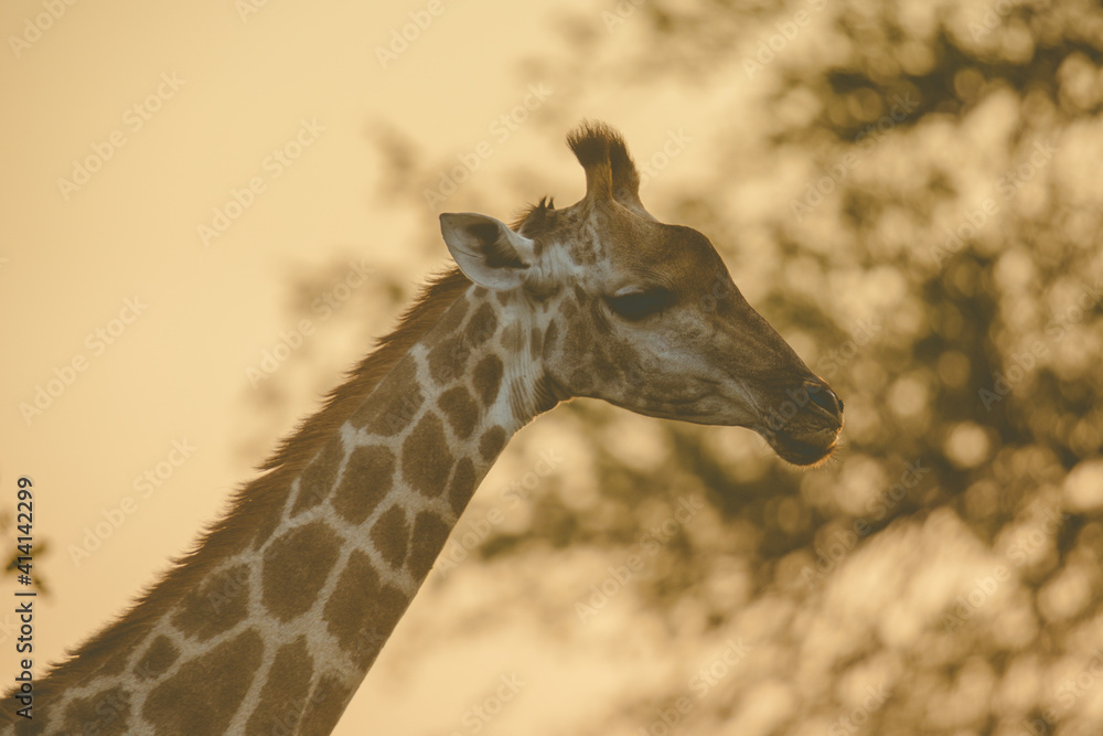 Obraz premium Giraffe standing in soft afternoon light
