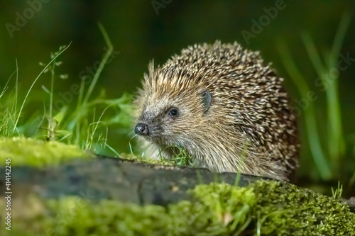 European hedgehog with forest background