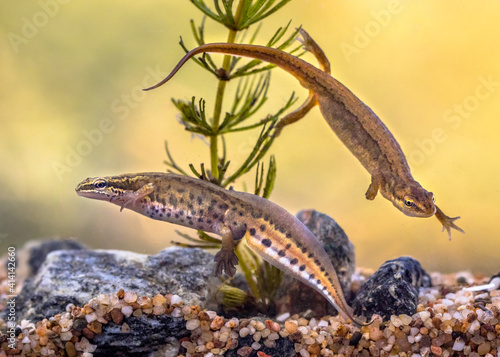 Pair of Palmate newt swimming in natural aquatic habitat