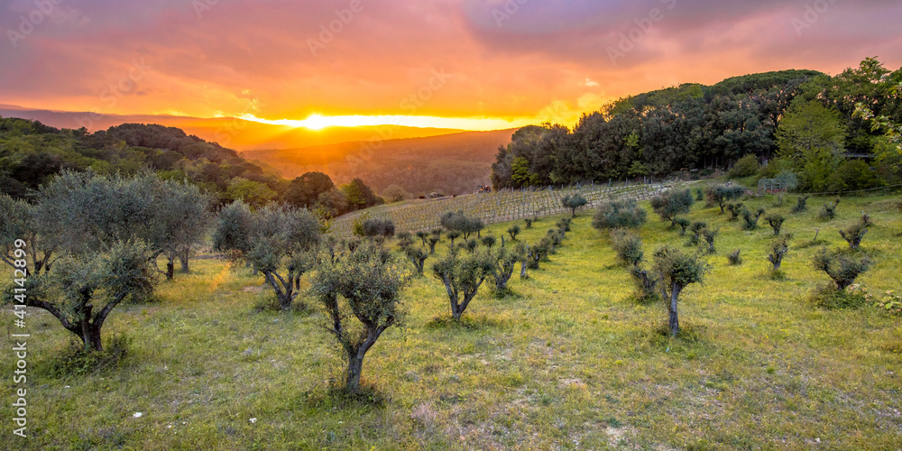 Fototapeta premium Sunset over olive grove