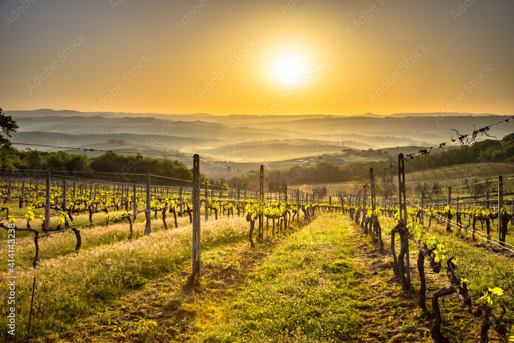 Vineyard in foggy hills