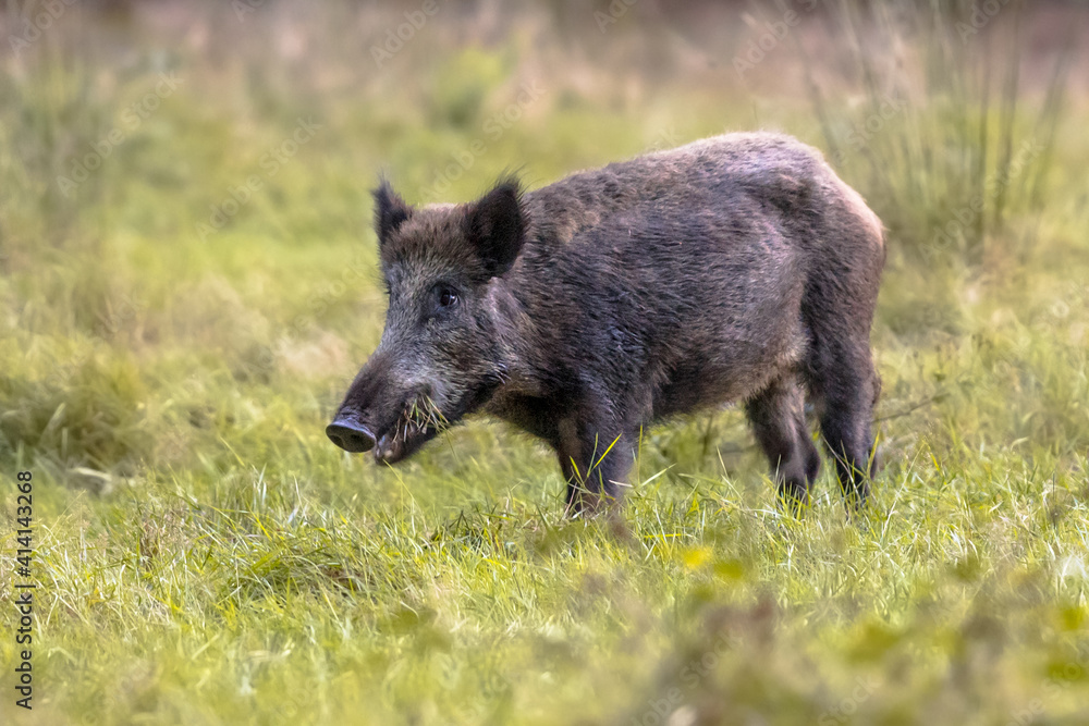 Wild boar foraging in grassland at dusk Wild boar foraging in grassland at dusk