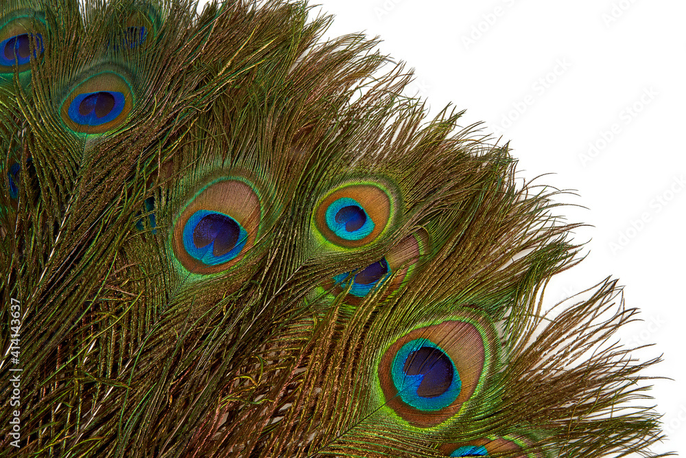 Fototapeta premium colorful peakok feather isolated on white background