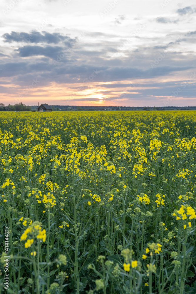 Fototapeta premium Summer Landscape with a field of yellow flowers. Sunrise.