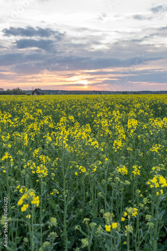 Summer Landscape with a field of yellow flowers. Sunrise.