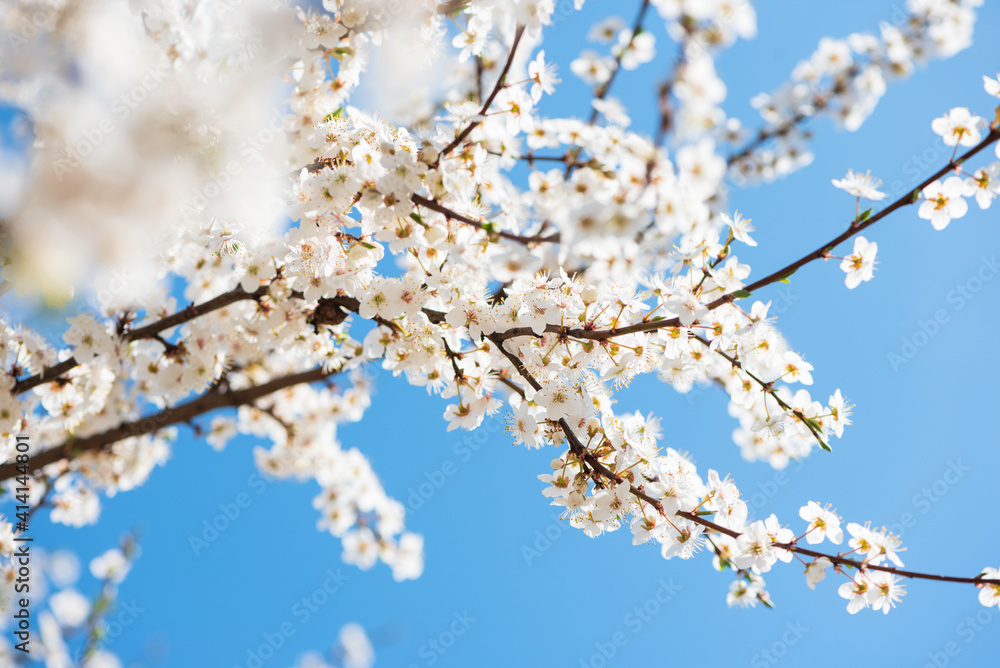 White cherry blossom sakura in spring time against blue sky. Nature background. Soft focus White cherry blossom sakura in spring time against blue sky. Nature background. Soft focus