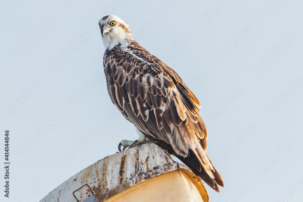 Falcon sits on street lantern on clear blue background. Big bird staring in camera. Sunny day in Hurghada, Egypt. Falcon sits on street lantern on clear blue background. Big bird staring in camera. Sunny day in Hurghada, Egypt.