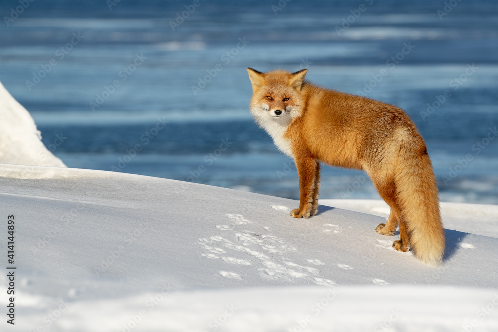 Ezo fox standing in snow with the sea in the background. 
