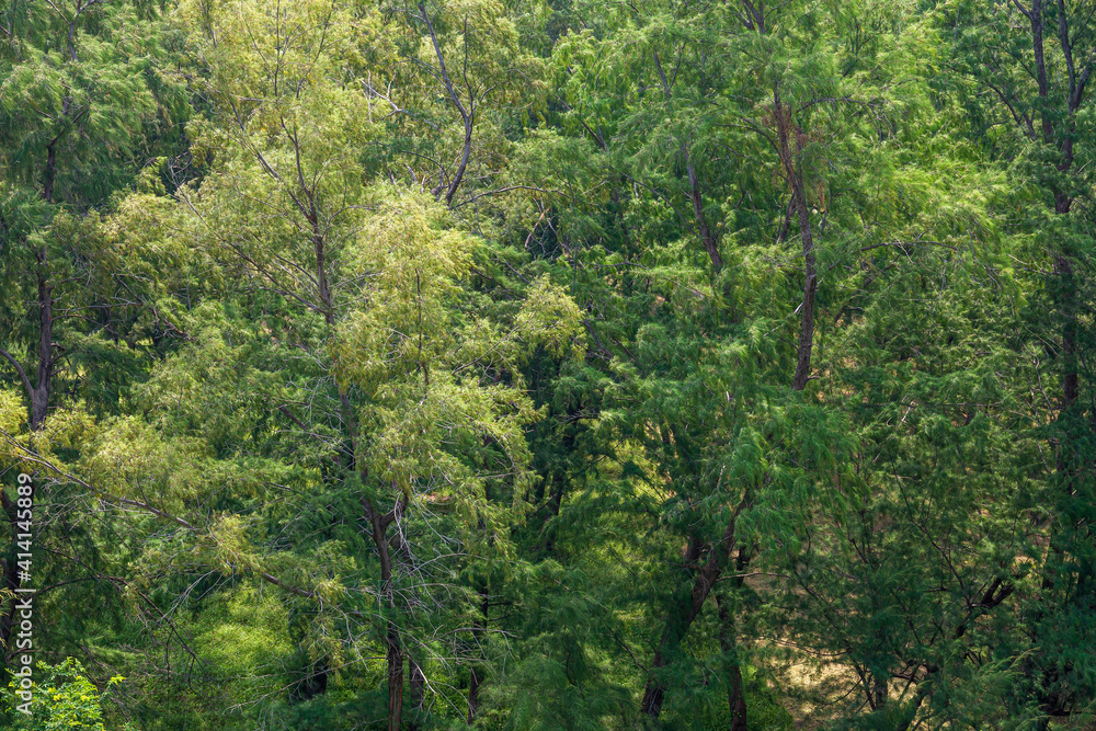 Detailed texture of conifer forest on hill close up. Background of tree tops on mountainside. Cones of conifer trees on steep slope with copy space.