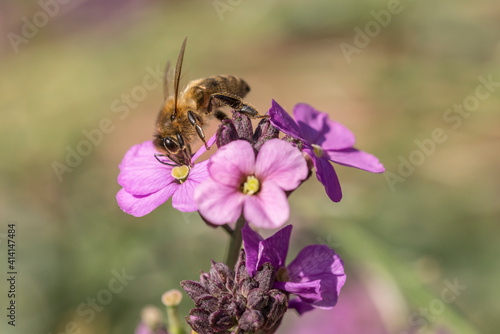 Honeybee Apis mellifera on Erysimum bowles mauve