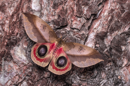 Schmetterling (Automeris dagmarae) sitzt auf Rinde photo