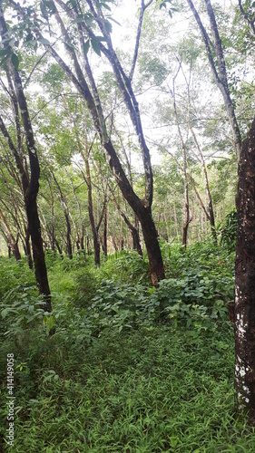 morning in the forest