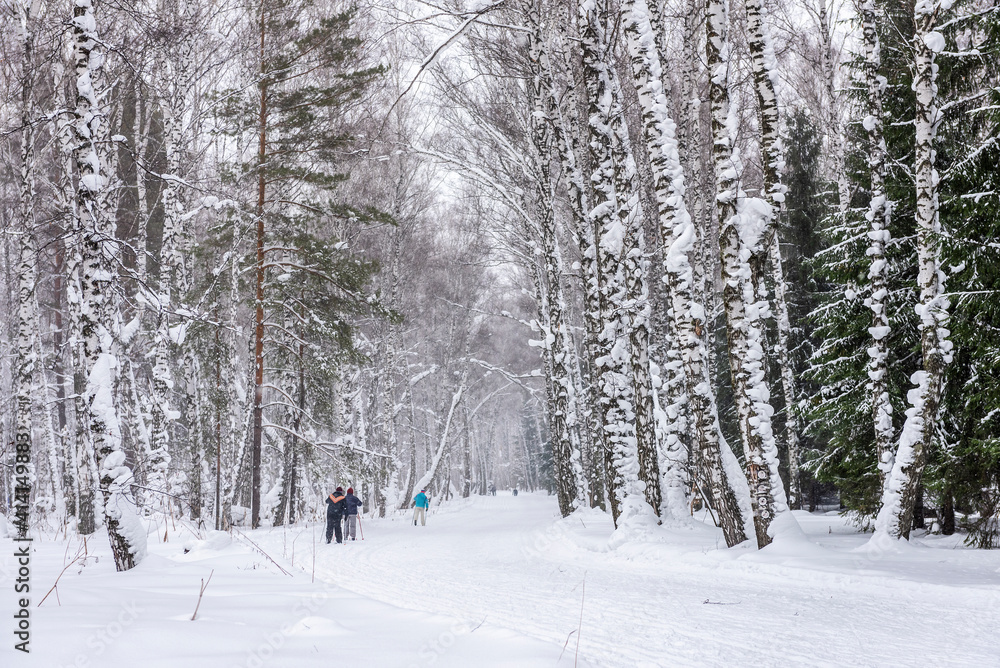 Skiers in a snow-covered forest in winter Skiers in a snow-covered forest in winter