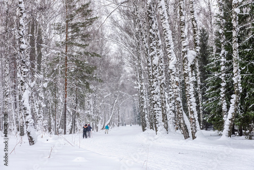 Skiers in a snow-covered forest in winter