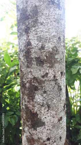 trunk of a tree