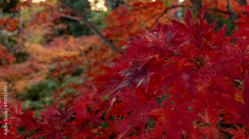 red autumn leaves