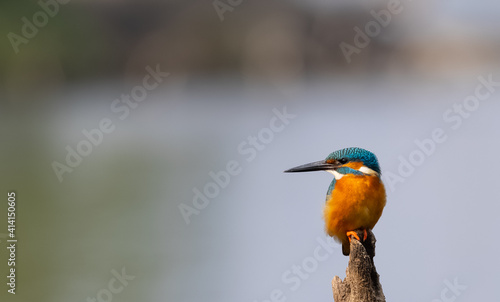 Common Kingfisher (Alcedo atthis) bird perched on tree branch near water body.