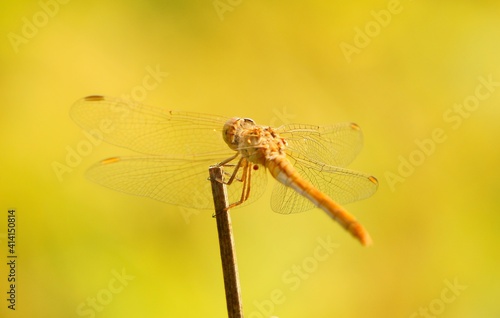 close up of dragonfly © Станислав 