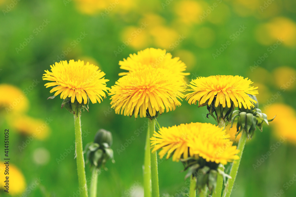 Fototapeta premium Close up blooming yellow dandelions on sunny day. Summer flower background - Image