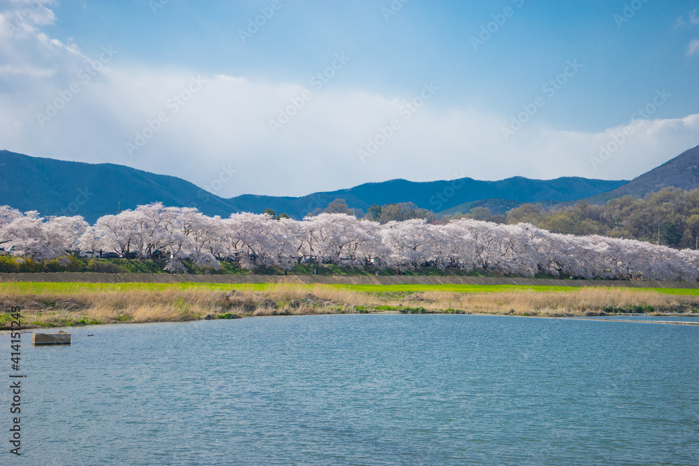The Blue Sky and Spring Cherry Blossoms in Gyeongju, Korea
