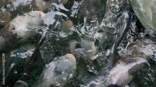 Groups of fish swimming in pond. Close up of Giant gourami (Osphronemus goramy) is a species of large gourami native to freshwater habitats in Southeast Asia. photo