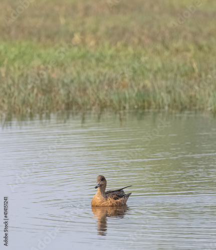 Eurasian Wigeon (Mareca penelope) duck in water pond. photo