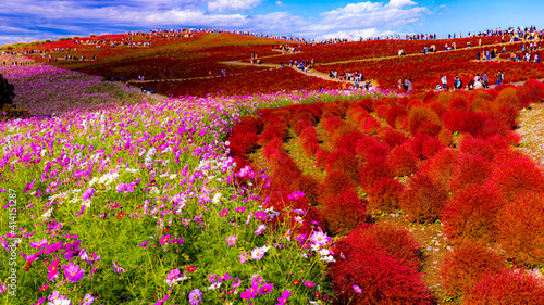 flowers in the mountains