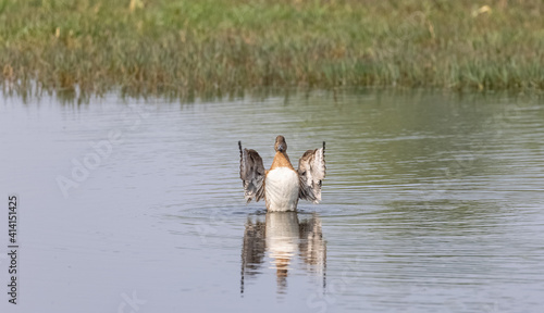 Eurasian Wigeon (Mareca penelope) duck in water pond. photo