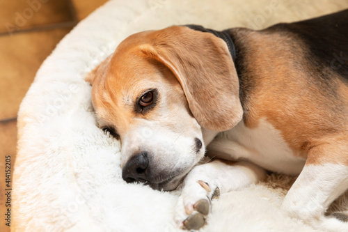 beagle dog lying and relaxing