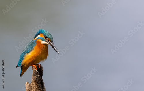 Common Kingfisher (Alcedo atthis) bird perched on tree branch near water body.