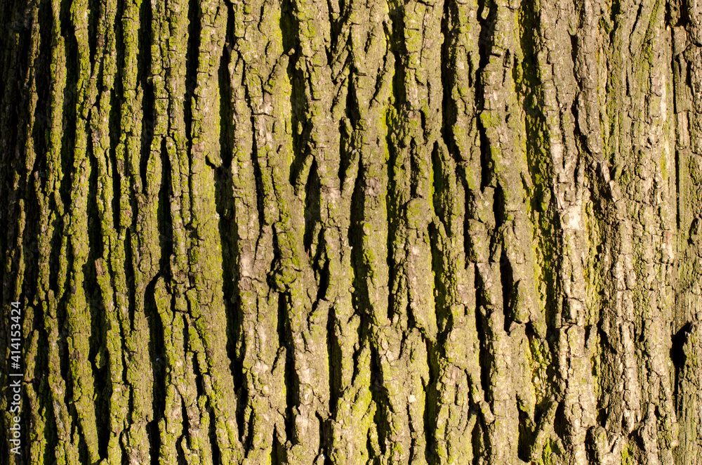 tree wood bark texture background tree wood bark texture background