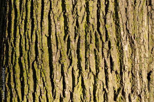 tree wood bark texture background 