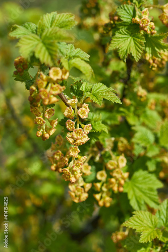flowering bush of red currant with green leaves in the garden. Ribes rubrum. Red currant bush. Flowers red currant. Red currant in spring, branches currants.