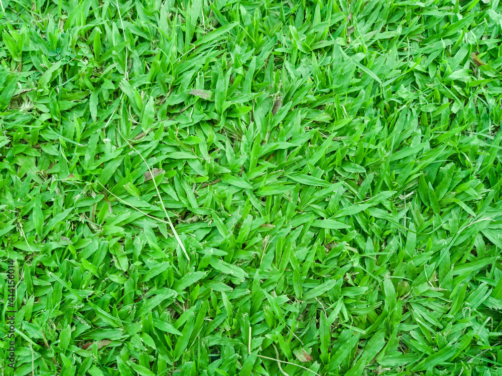 green grass background green grass background