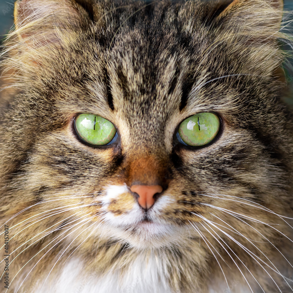 Portrait of a cat with green eyes Portrait of a cat with green eyes