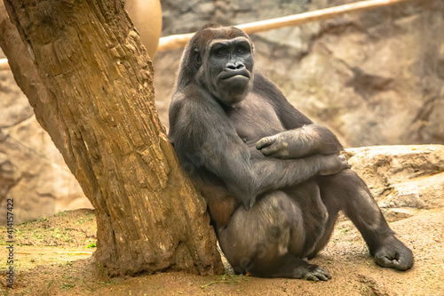 A gorilla leaning against a tree in a zoo exhibit