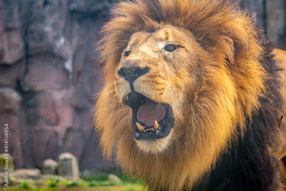 Obraz premium An open mouthed lion shows its teeth