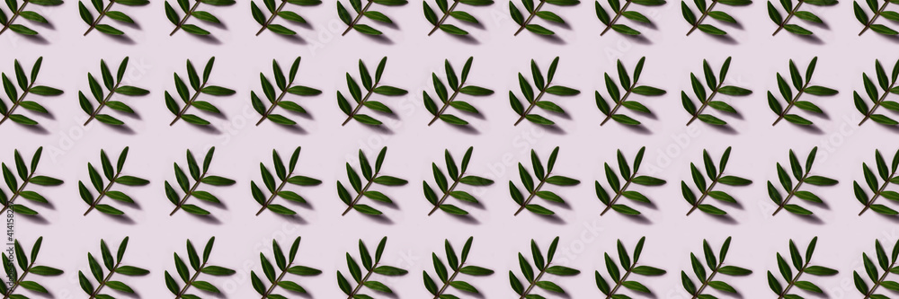 Banner. Pistachio twig with green leaves on white background. Spring pattern for your design