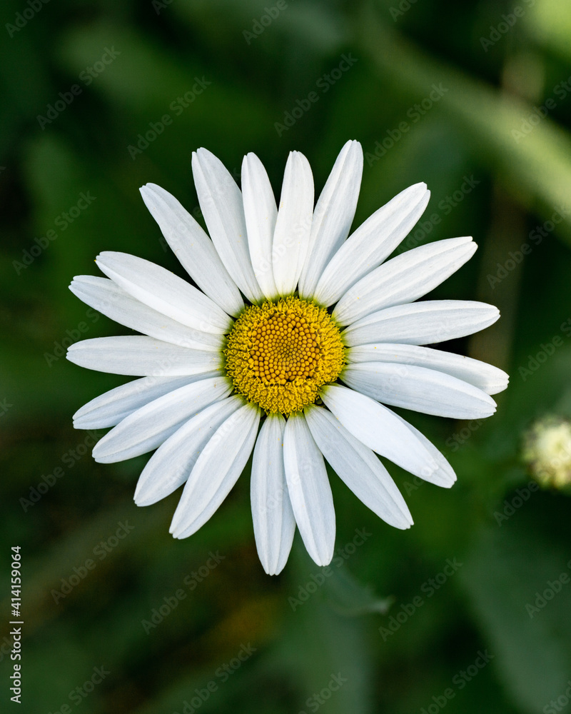Fototapeta premium beautiful close up makro shot of a marguerite in the black forest near kirchzarten