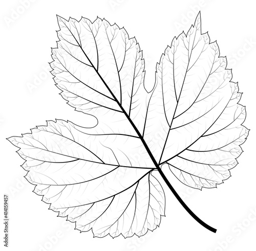Skeleton of abstract leaf isolated vector illustration